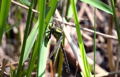 Ophiogomphus carolus