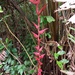 Heliconia pogonantha holerythra - Photo (c) Marco Acuña, some rights reserved (CC BY-NC), uploaded by Marco Acuña