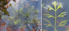 Helosciadium inundatum