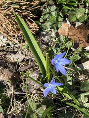 Scilla siberica