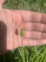 Carex leavenworthii
