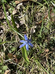 Scilla siberica