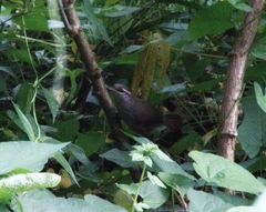 Cantorchilus zeledoni