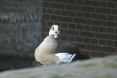 Alopochen aegyptiaca