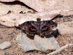 Ebrietas