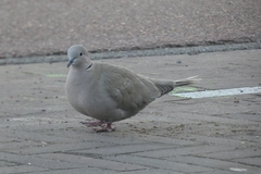 Streptopelia decaocto