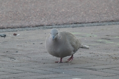 Streptopelia decaocto