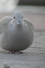 Streptopelia decaocto