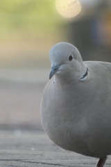 Streptopelia decaocto