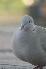 Streptopelia decaocto