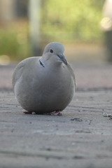 Streptopelia decaocto
