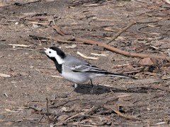 Motacilla alba