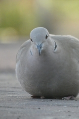 Streptopelia decaocto