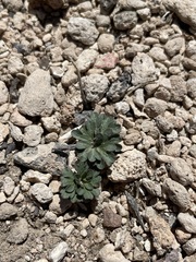 Cymopterus ripleyi