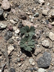 Cymopterus ripleyi