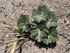 Cymopterus ripleyi