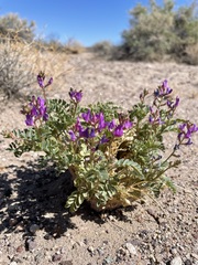Astragalus lentiginosus