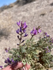 Astragalus lentiginosus