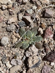 Glyptopleura marginata