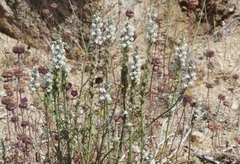 Sairocarpus coulterianus