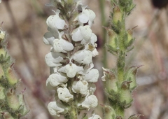 Sairocarpus coulterianus