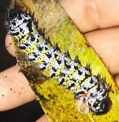Gonimbrasia zambesina