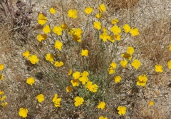 Eschscholzia androuxii