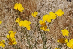 Eschscholzia androuxii