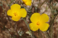 Eschscholzia androuxii