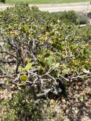 Arctostaphylos rudis