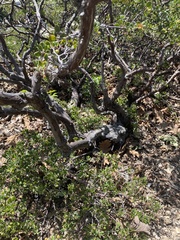 Arctostaphylos rudis