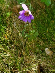 Anemonoides blanda