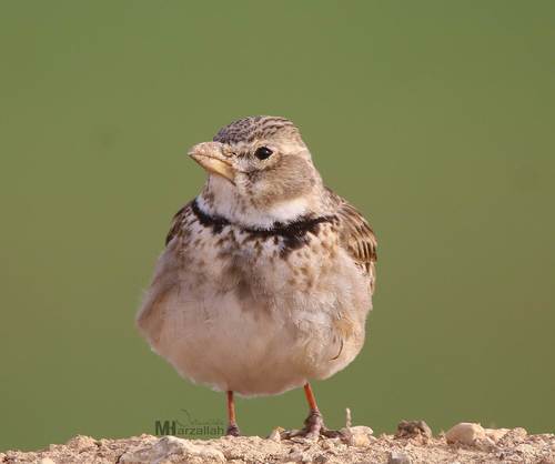 Foto de Calandra Lark