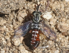 Pseudonomoneura micheneri