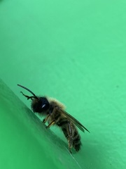 Andrena