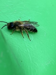 Andrena