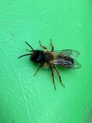 Andrena