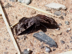 Ebrietas
