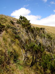 Dracophyllum arboreum