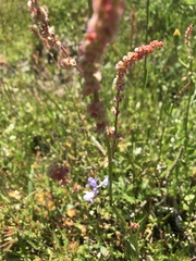 Rumex chrysocarpos