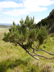Dracophyllum arboreum