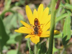 Nomada