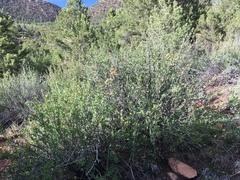 Peraphyllum ramosissimum