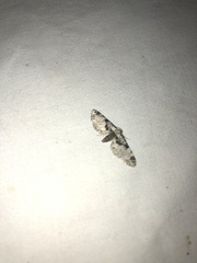 Eupithecia extremata