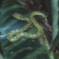 Bothriechis supraciliaris