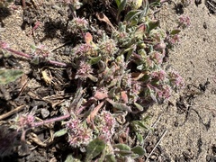 Chorizanthe cuspidata