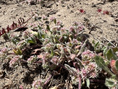 Chorizanthe cuspidata