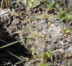 Sporobolus aculeatus