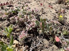 Chorizanthe cuspidata