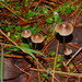 Mycena albidofusca - Photo (c) Reiner Richter, some rights reserved (CC BY-NC-SA), uploaded by Reiner Richter